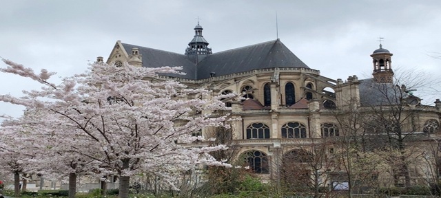 paris-sakura.jpg